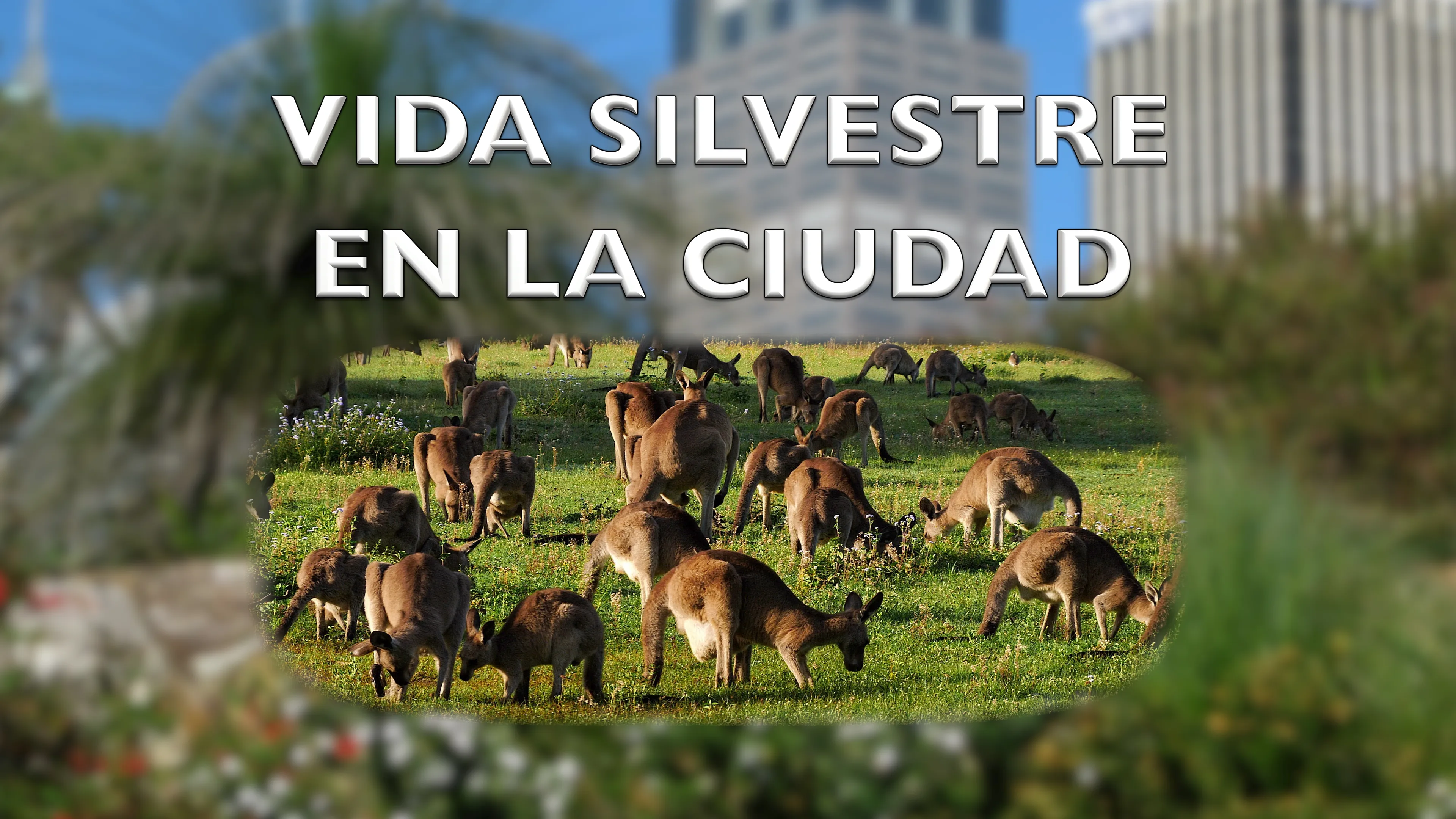 Vida Silvestre en la Ciudad poster